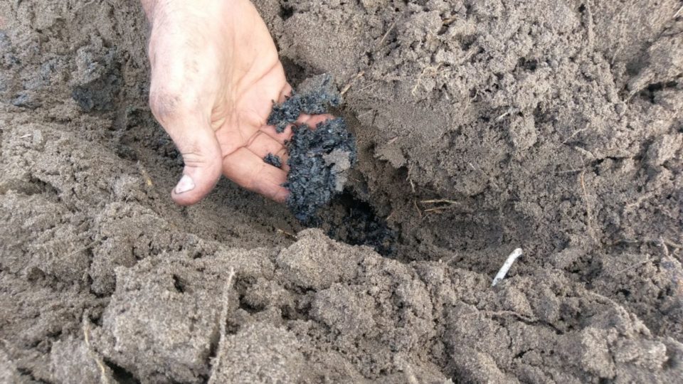 biochar in soil