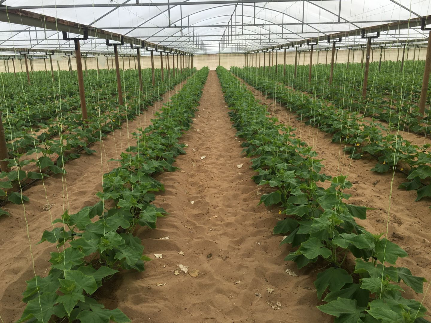 2015 Biochar Trials - cucumber plants in rows in a greenhouse
